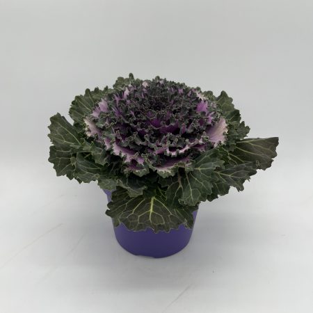 Ornamental kale