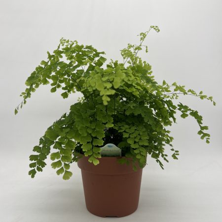 Maidenhair