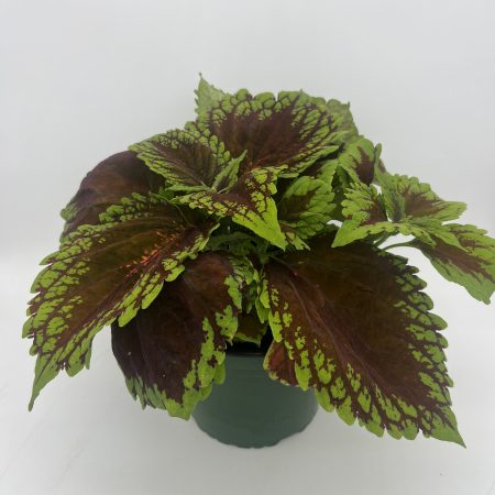 Kong Coleus