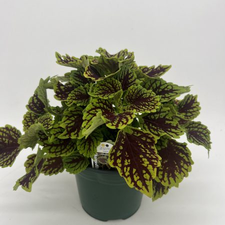 Coleus