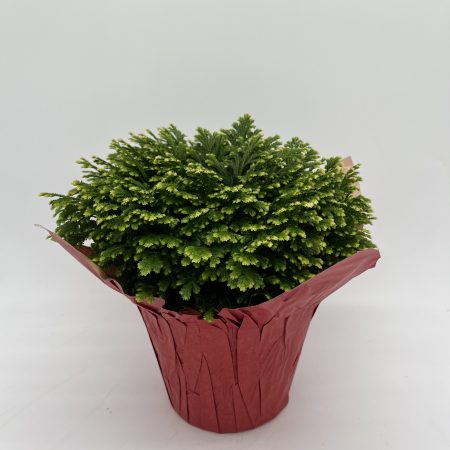 Selaginella Frosty