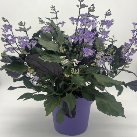 Plectranthus Mona Lavender