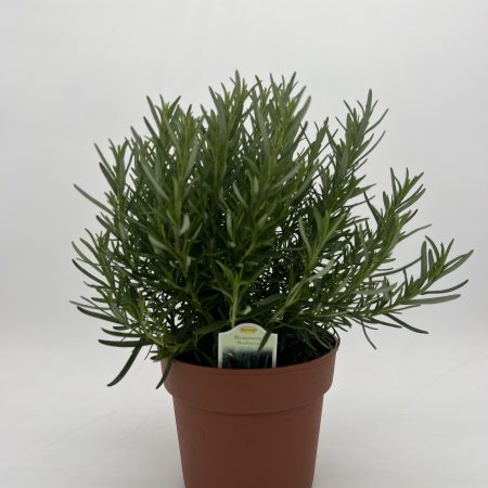 Upright Rosemary