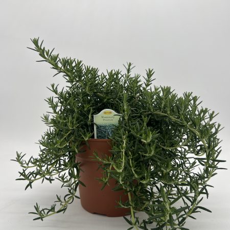 Creeping Rosemary