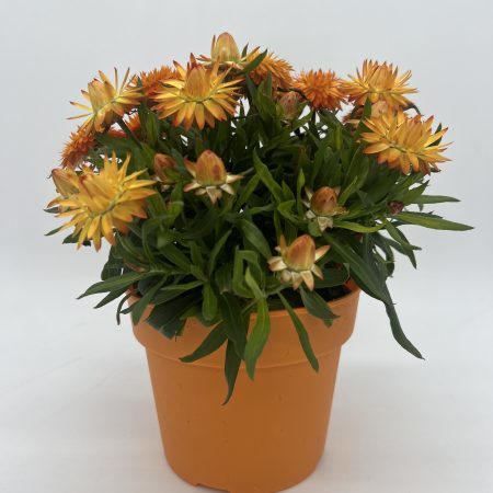 Strawflower