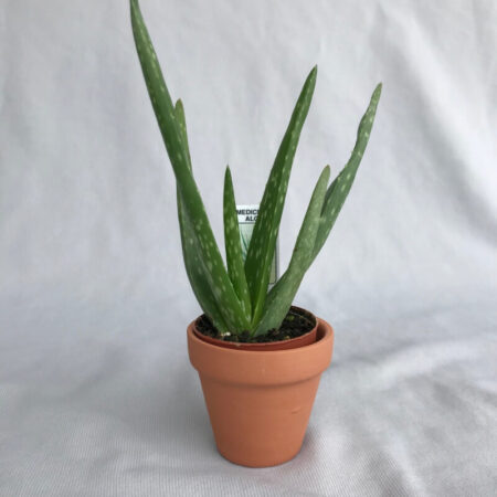 Aloe Vera