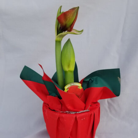 Amaryllis