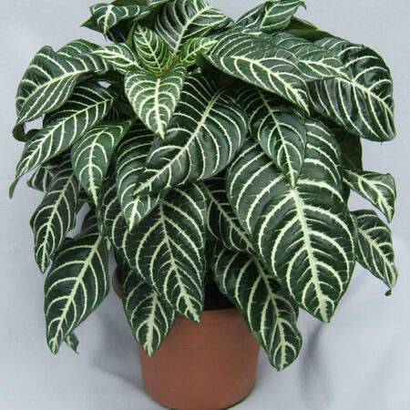 Zebra Plant