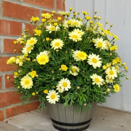 Marguerite Daisy