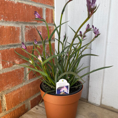 Kangaroo Paw 'Celebration'
