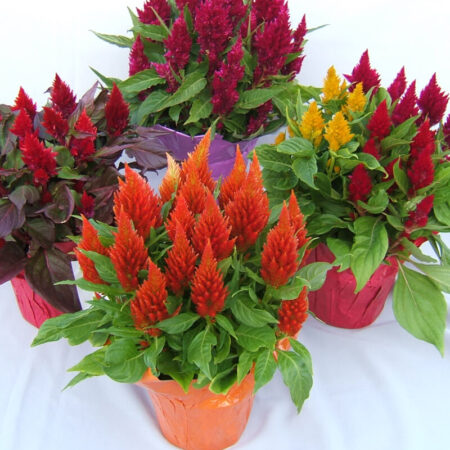 Feather celosia