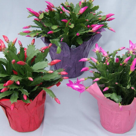 Christmas Cactus