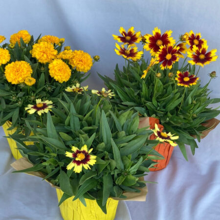 Coreopsis