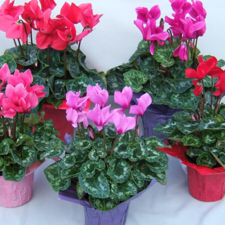 Cyclamen