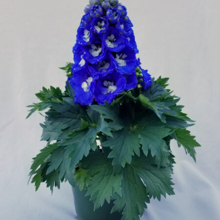 Delphinium