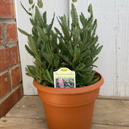 French Lavender