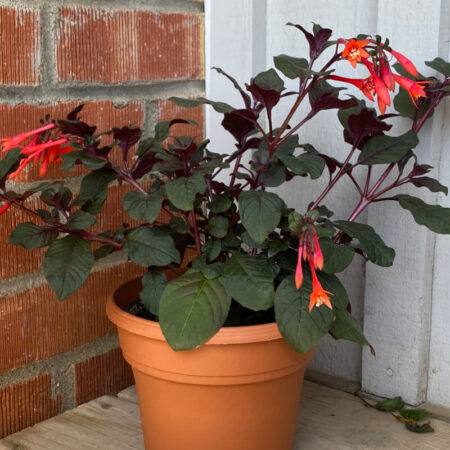 Gartenmeister Fuchsia