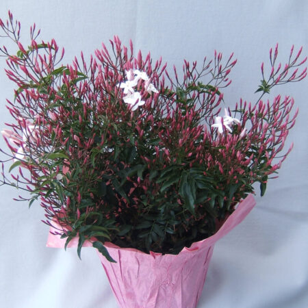 Pink Jasmine