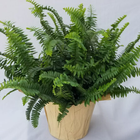 Jester's Crown USPP#16531