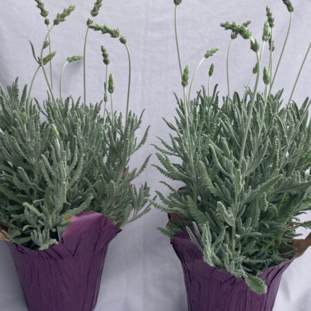 Goodwin Creek Lavender