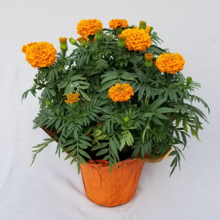 Marigold