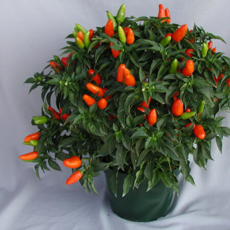 Ornamental pepper