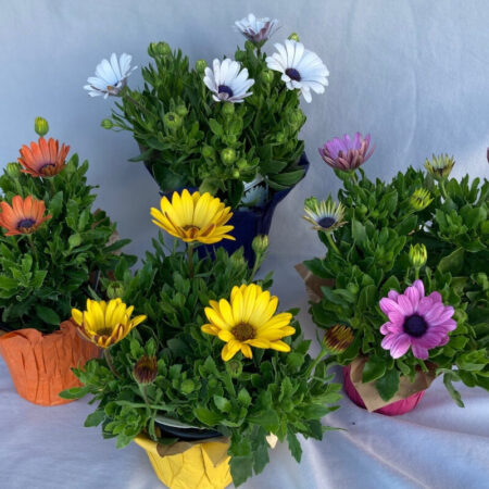 Osteospermum