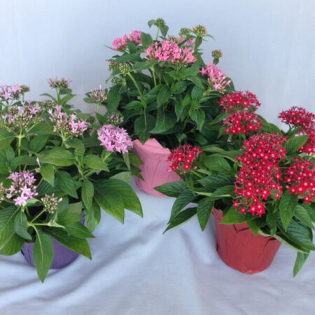 Egyptian Starcluster