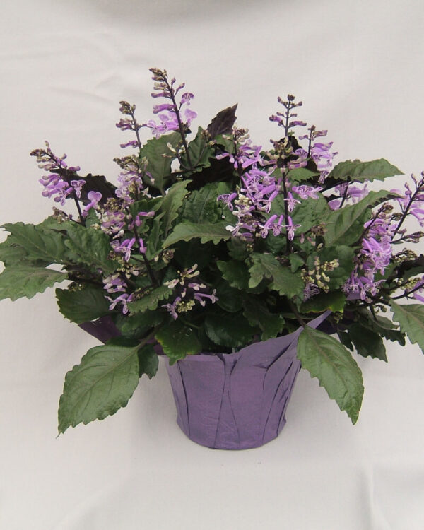 Plectranthus Mona Lavender - Sunlet Nursery