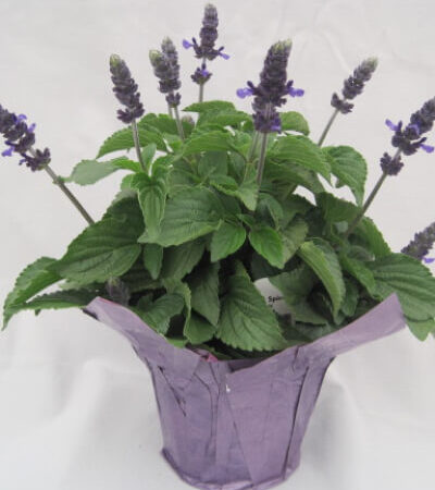 Salvia Mystic Spires