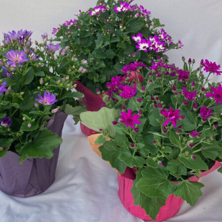 Senetti
