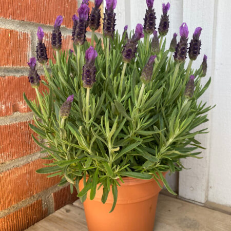 Spanish Lavender