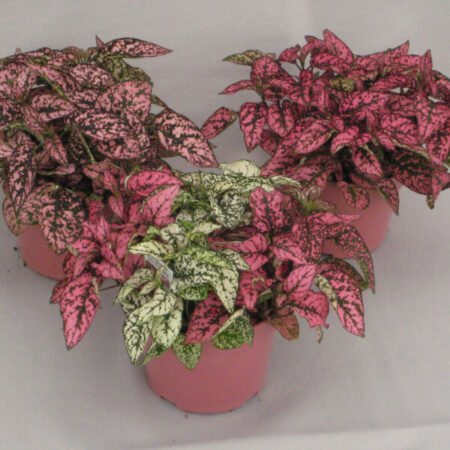 Splash, Polka Dot Plant