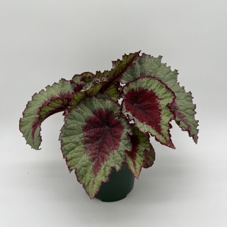 Rex Begonia