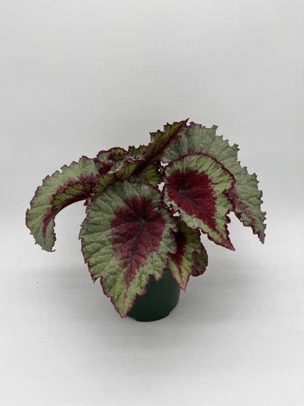 IMG_4272 Rex Begonia