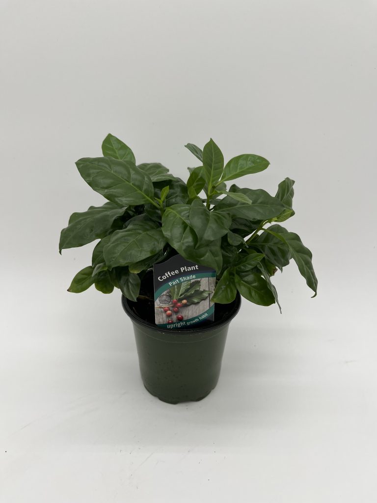 Coffee Plant