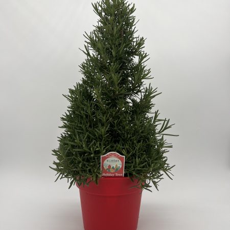 Rosemary Holiday Tree
