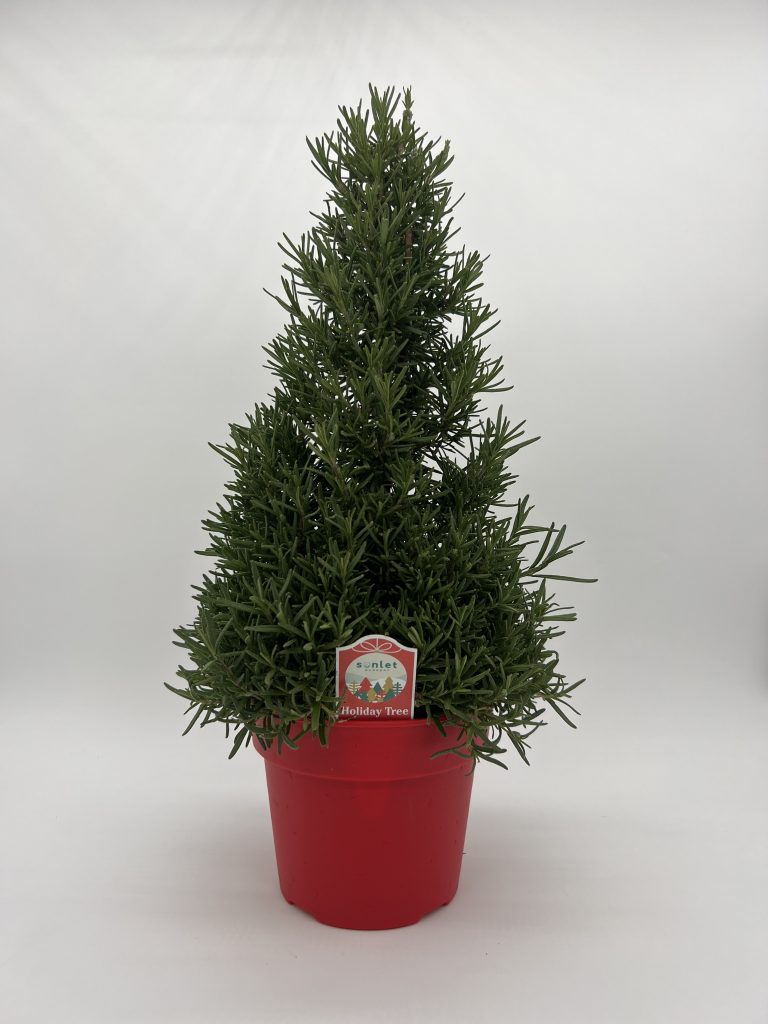 Rosemary Holiday Tree
