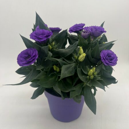 Lisianthus