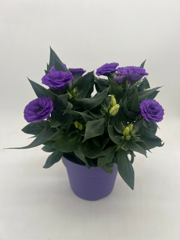 Purple Lisianthus Lisianthus