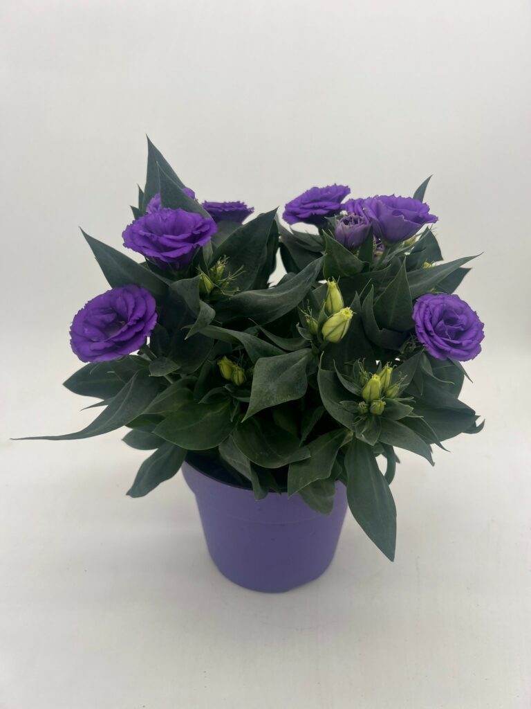 Lisianthus